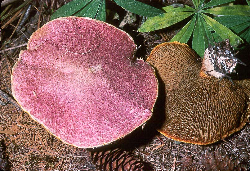 Suillus ochraceoroseus